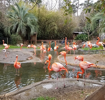 Flamingos