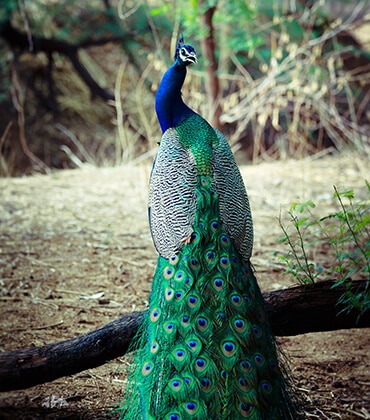 Peacock