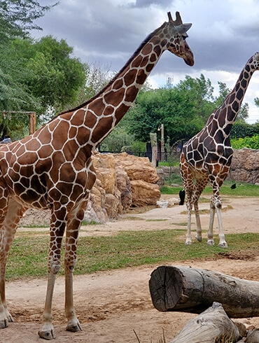 Girafs