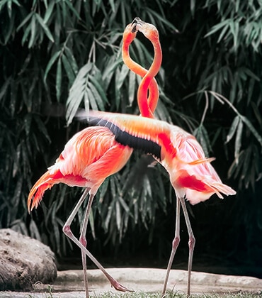 Flamingos
