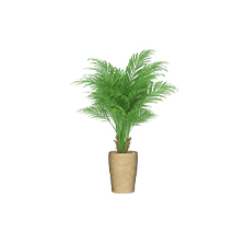 Indoor Plant