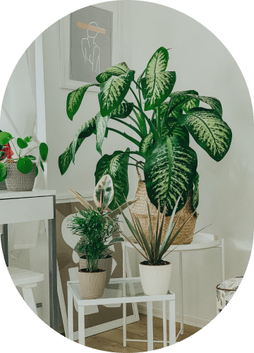 Ficus Collection